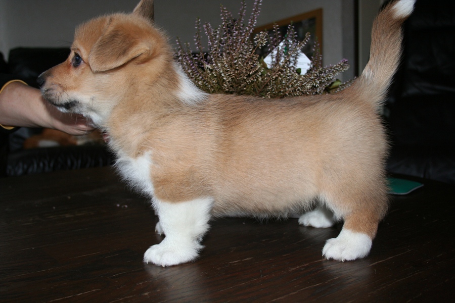 Puppies